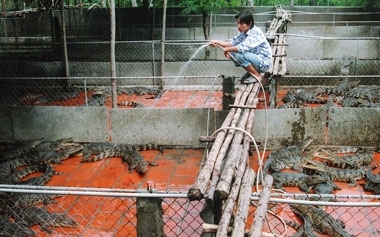 Người nuôi cá sấu khóc ròng vì thương lái Trung Quốc ép giá